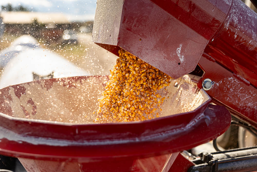 Corn flowing out of the auger arm into the funnel. 