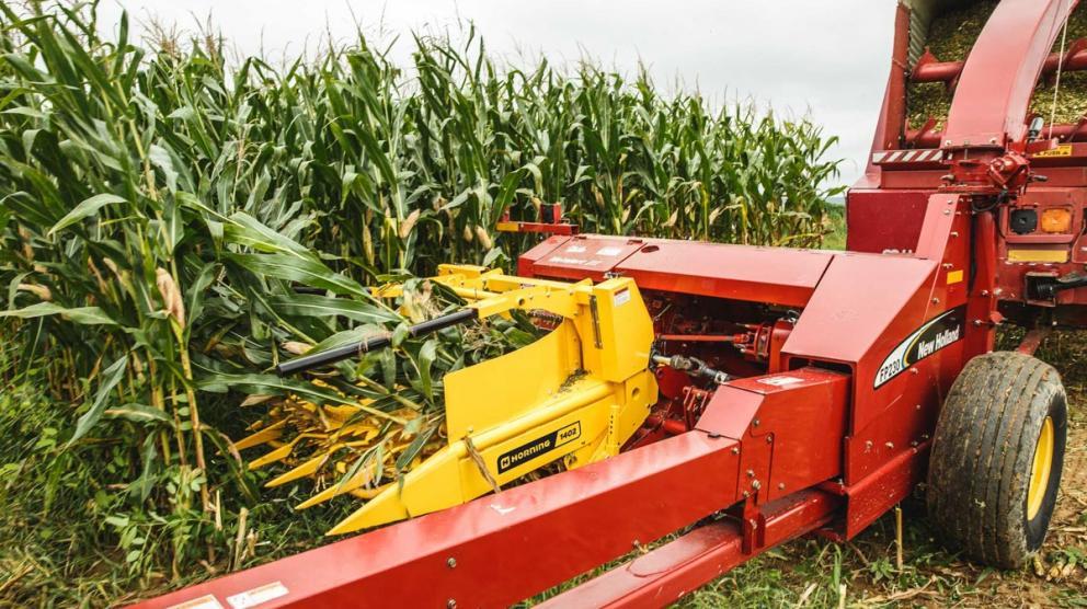 Horning corn head