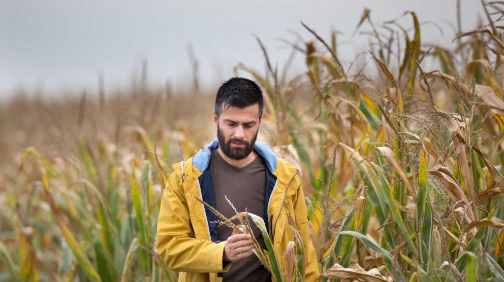 Man analyzing corn in corn field